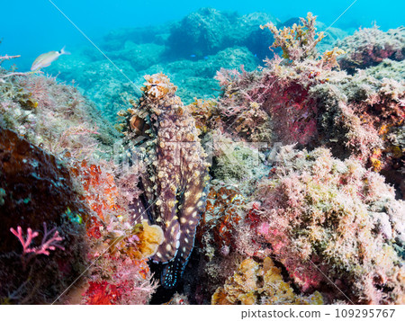 A large and beautiful American octopus (octopus family) and others at Hirizo Beach. Cross by ferry from Nakagi, Minamiizu Town, Kamo District, Izu Peninsula, Shizuoka Prefecture A large and beautiful American octopus (octopus family) and others at Hirizo Beach. Cross by ferry from Nakagi, Minamiizu Town, Kamo District, Izu Peninsula, Shizuoka Prefecture 109295767