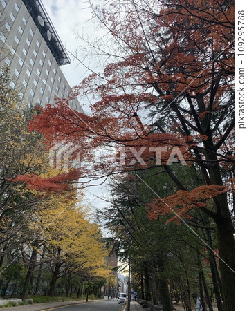Autumnal roadside trees 109295788