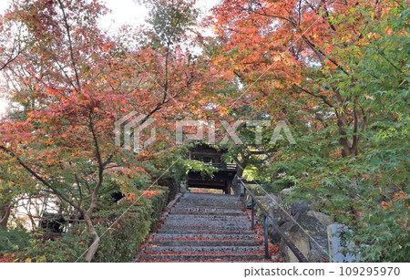 在歡迎寺廟的秋葉 109295970