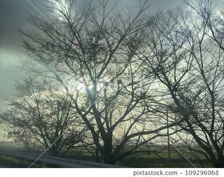 冬天的樹籠罩在霧中-照片素材（圖片） [109296068] - PIXTA圖庫