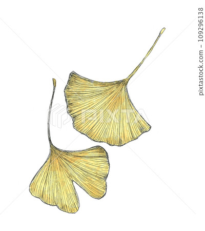 Hand-drawn illustration of ginkgo leaves 109296138
