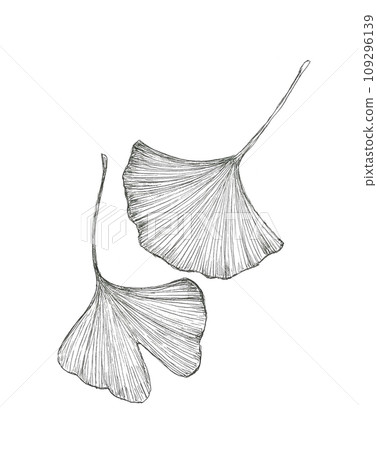 銀杏葉手繪插畫 109296139