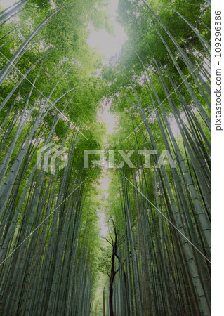 Kyoto-Bamboo Forest-02 109296386
