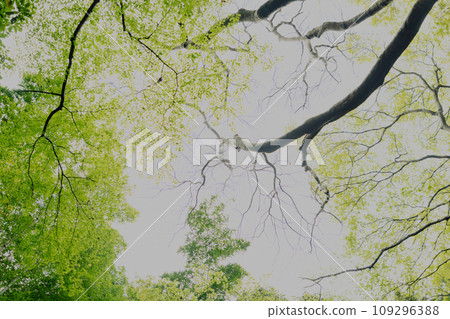 Looking up at the forest Looking up at the forest 109296388