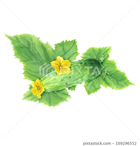 Composition with green vegetable cucumber with leaf and flowers. Hand drawn watercolor illustration. For clip art, menu, package, label 109296552