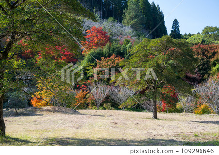 Beautiful autumn leaves in Ijuin, Hioki City, Kagoshima Prefecture Beautiful autumn leaves in Ijuin, Hioki City, Kagoshima Prefecture 109296646