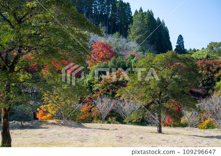 鹿兒島縣日置市伊集院美麗的秋葉 鹿兒島縣日置市伊集院美麗的秋葉 109296647