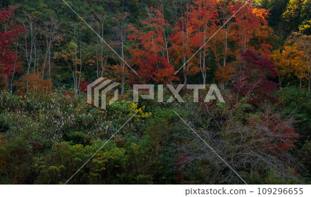 鹿兒島縣日置市伊集院美麗的秋葉 鹿兒島縣日置市伊集院美麗的秋葉 109296655