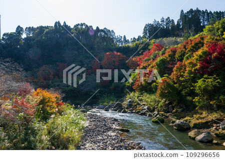 鹿兒島縣日置市伊集院美麗的秋葉 鹿兒島縣日置市伊集院美麗的秋葉 109296656