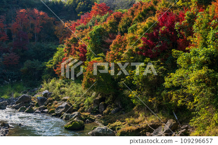 鹿兒島縣日置市伊集院美麗的秋葉 鹿兒島縣日置市伊集院美麗的秋葉 109296657