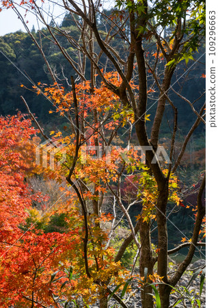 Beautiful autumn leaves in Ijuin, Hioki City, Kagoshima Prefecture 109296663