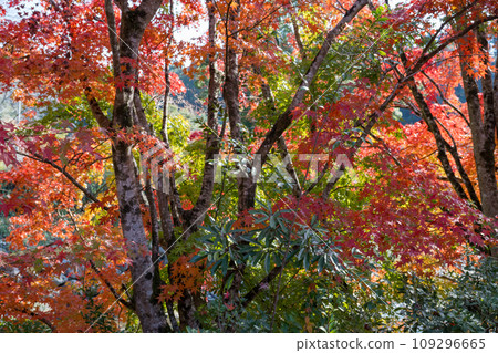 Beautiful autumn leaves in Ijuin, Hioki City, Kagoshima Prefecture 109296665