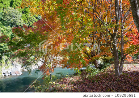 Beautiful autumn leaves in Ijuin, Hioki City, Kagoshima Prefecture Beautiful autumn leaves in Ijuin, Hioki City, Kagoshima Prefecture 109296681