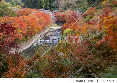 鹿兒島縣日置市伊集院美麗的秋葉 鹿兒島縣日置市伊集院美麗的秋葉 109296726