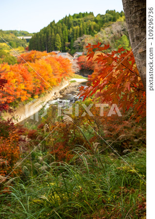 Beautiful autumn leaves in Ijuin, Hioki City, Kagoshima Prefecture 109296736