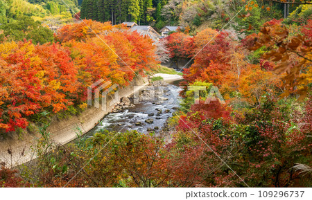 Beautiful autumn leaves in Ijuin, Hioki City, Kagoshima Prefecture 109296737