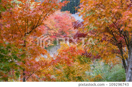 Beautiful autumn leaves in Ijuin, Hioki City, Kagoshima Prefecture Beautiful autumn leaves in Ijuin, Hioki City, Kagoshima Prefecture 109296743