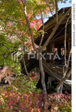 鹿兒島縣日置市伊集院美麗的秋葉 109296876