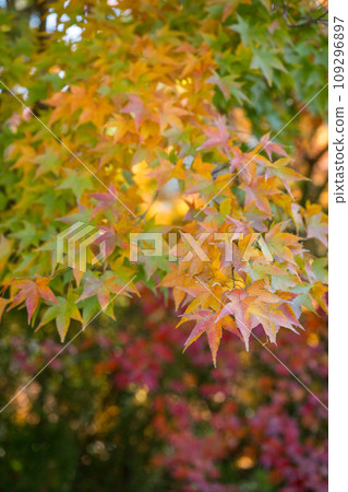 Beautiful autumn leaves in Ijuin, Hioki City, Kagoshima Prefecture 109296897