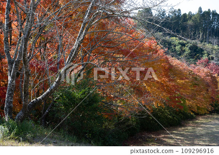 Beautiful autumn leaves in Ijuin, Hioki City, Kagoshima Prefecture Beautiful autumn leaves in Ijuin, Hioki City, Kagoshima Prefecture 109296916