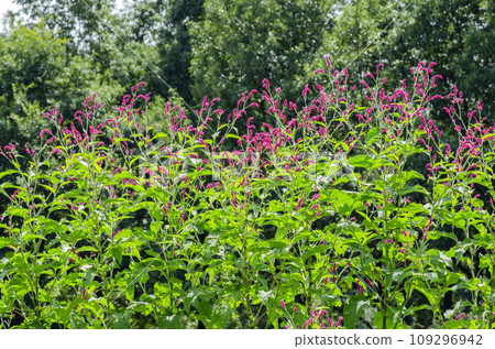 Orchard Orchard 109296942