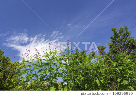 Orchard 109296950