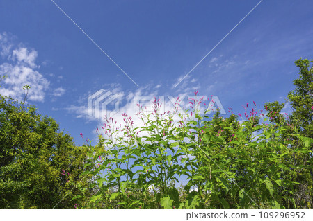 Orchard 109296952