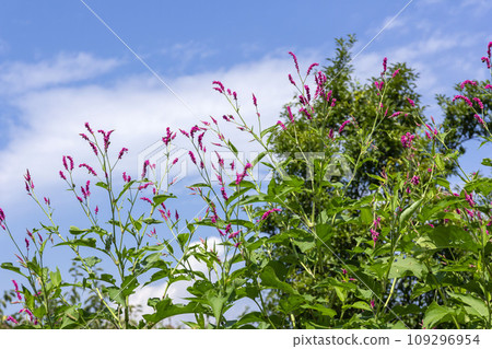 Orchard 109296954