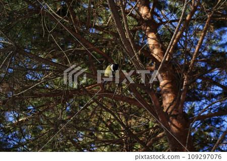 Great tit (Parus major) on a tree in the forest. Wild bird of yellow and black color feeds on seeds on a branch in pine forest in summer. 109297076