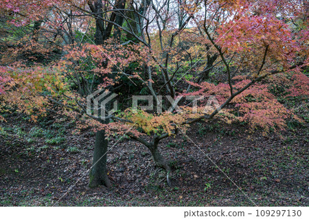 Beautiful autumn leaves at Kikuchi Shrine Beautiful autumn leaves at Kikuchi Shrine 109297130