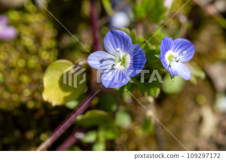 波斯Speedwell 109297172