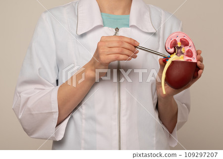 Doctor nephrologist pointing on anatomical kidney model in hand. 109297207