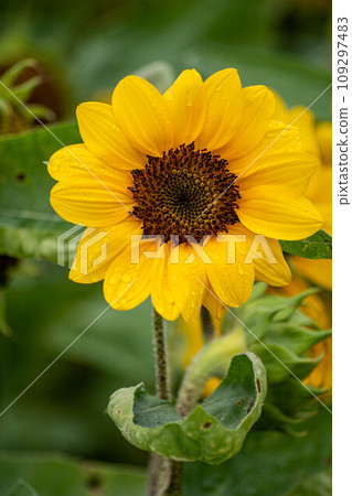 Sunflower Sunflower 109297483