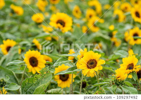 Sunflower Sunflower 109297492