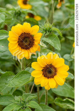 Sunflower Sunflower 109297494
