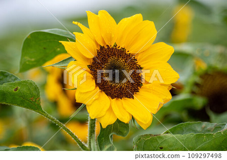 Sunflower Sunflower 109297498