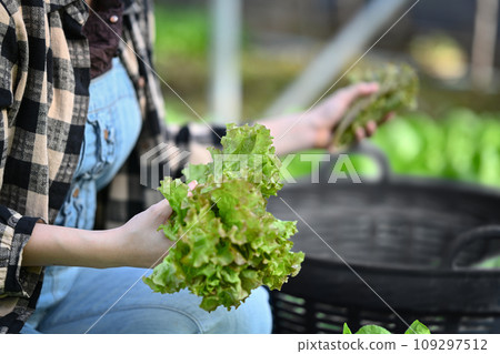 Young farmer sorting organic vegetables in greenhouse. Harvest and gardening concept 109297512