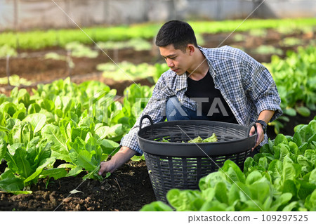 Portrait of handsome male farmer harvesting organic lettuce on plantation 109297525