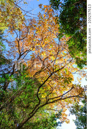 On a sunny day in December, the autumn leaves on the mountain trail of Mt. Rokko. On a sunny day in December, the autumn leaves on the mountain trail of Mt. Rokko. 109297613