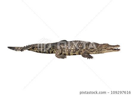 nile crocodile isolated on white background 109297616