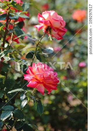 Arao City Ominous Citizen Flower Bed Rose Flower, 109297617