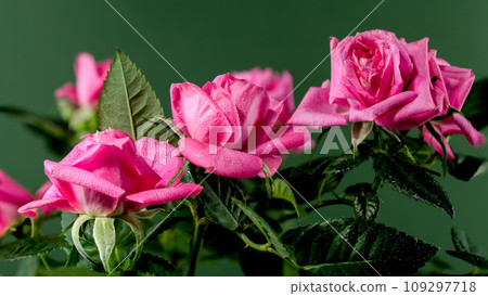 Pink tea rosebush on a green background 109297718