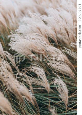 Abstract natural background of soft plants Cortaderia selloana. Pampas grass on a blurry bokeh, Dry reeds boho style. Fluffy stems of tall grass in winter Abstract natural background of soft plants Cortaderia selloana. Pampas grass on a blurry bokeh, Dry reeds boho style. Fluffy stems of tall grass in winter 109297791