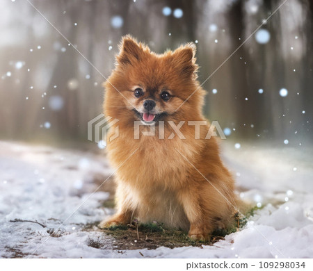 young pomeranian in nature young pomeranian in nature 109298034