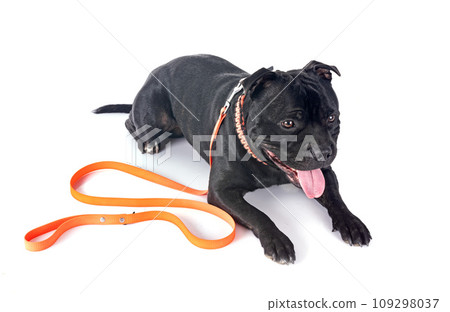 staffordshire bull terrier 109298037