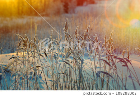 Winter scene Winter scene 109298302