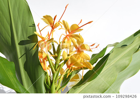 薑百合（肉色沙） 109298426