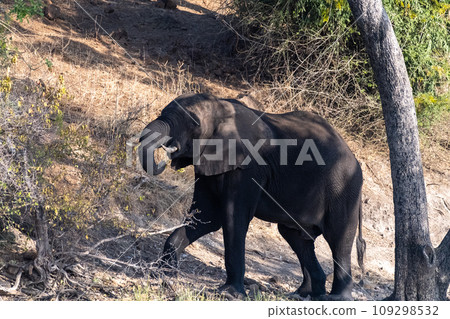 African Elephant in Chobe National Park 109298532