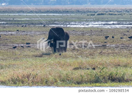 African Elephant in Chobe National Park 109298534