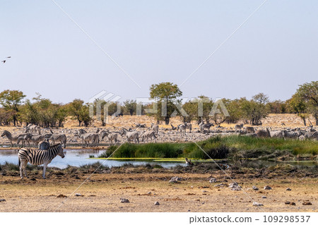 Zebras near a waterhole Zebras near a waterhole 109298537